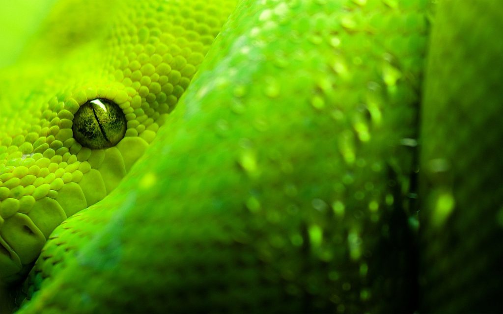 Keen View Of Green Snake Fhd Wallpaper