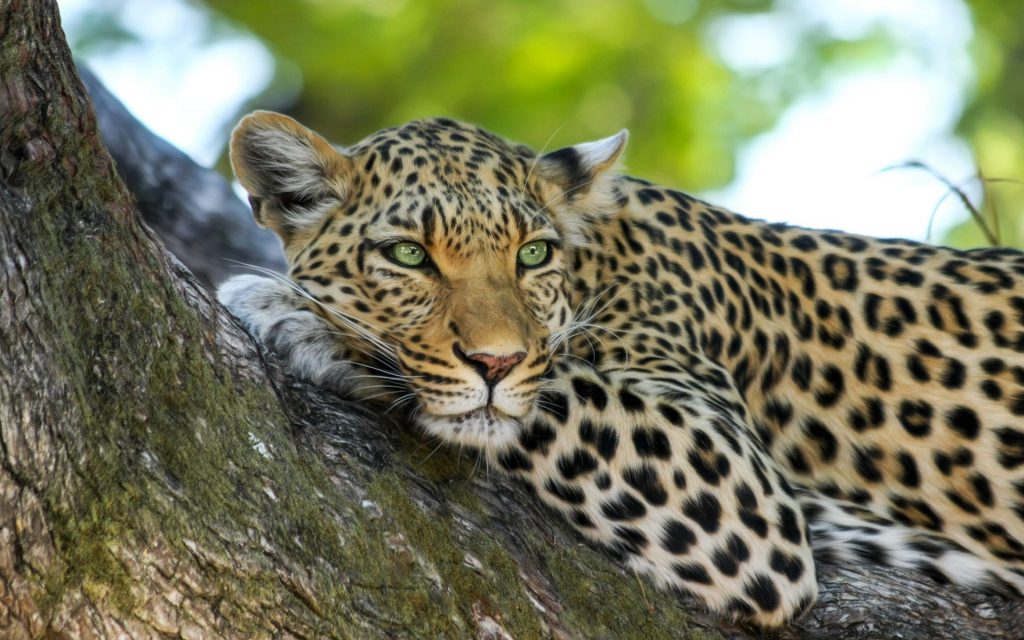 Keen Wait For Hunt Leopard Fhd Wallpaper