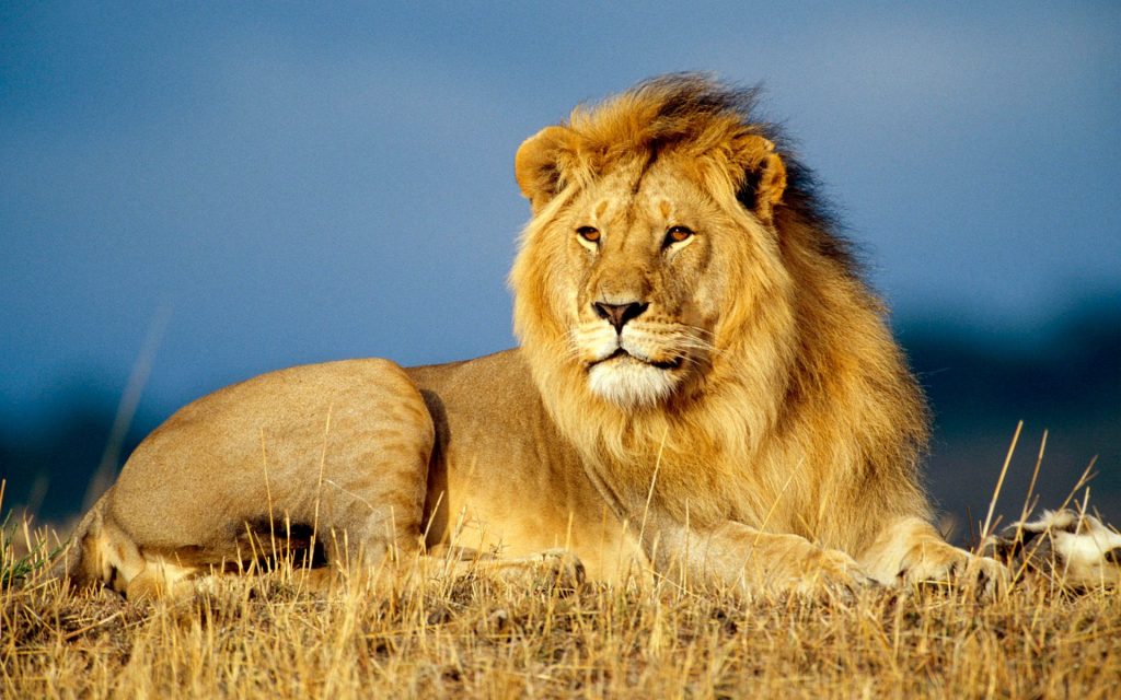Kingly African Lion Attractive Fhd Wallpaper