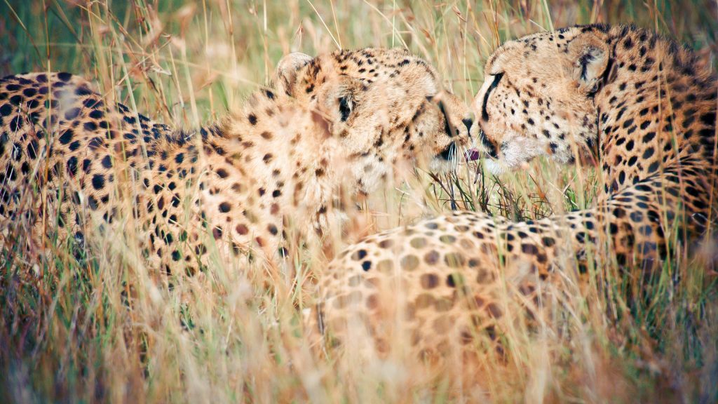 Kissing Couples Cheetahs Fhd Wallpaper