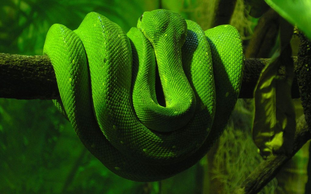 Large Green Boa Snake Fhd Wallpaper