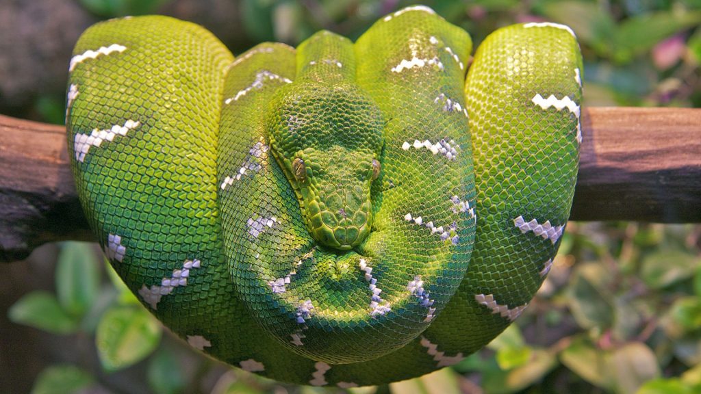 Largest Emerald Tree Boa Snake Fhd Wallpaper