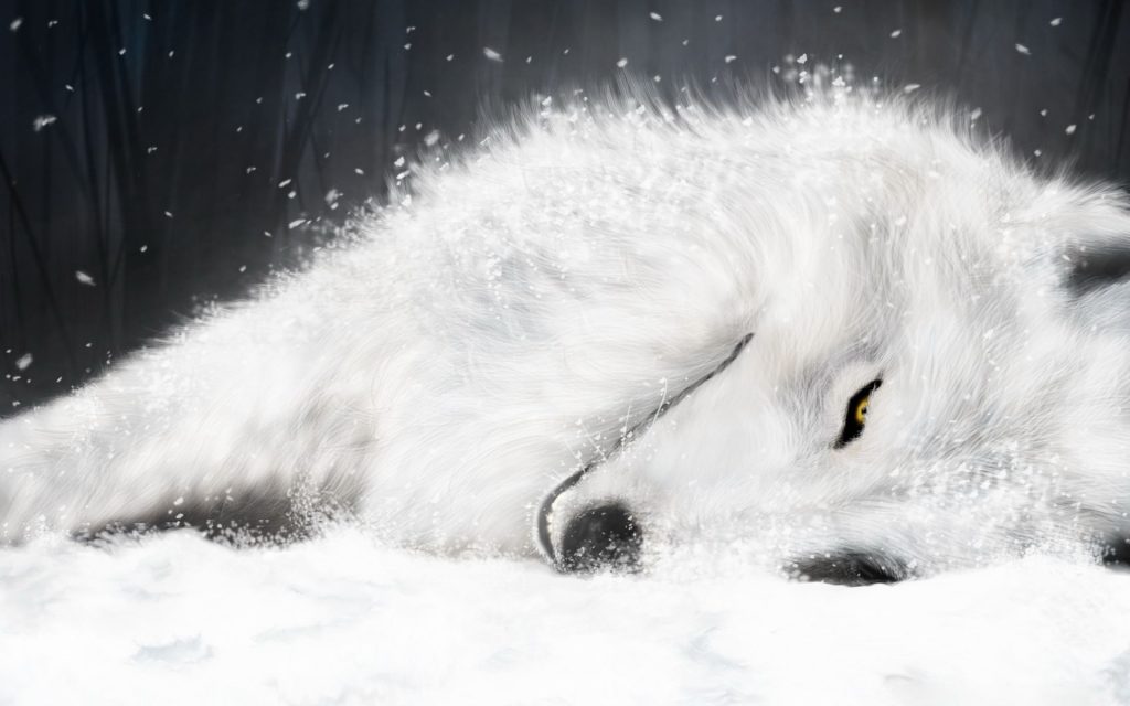 Lazy White Fox In Ice Fhd Wallpaper