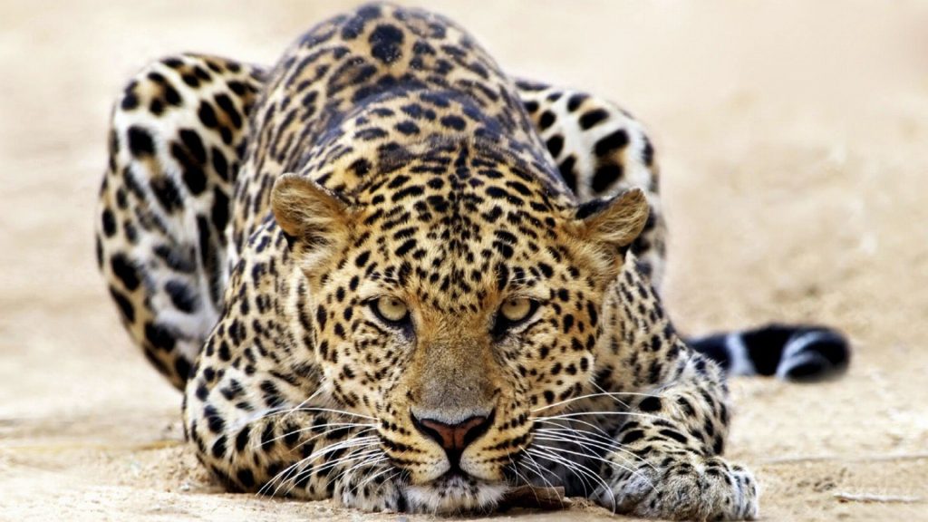 Leopard Frightening Watch Fhd Wallpaper