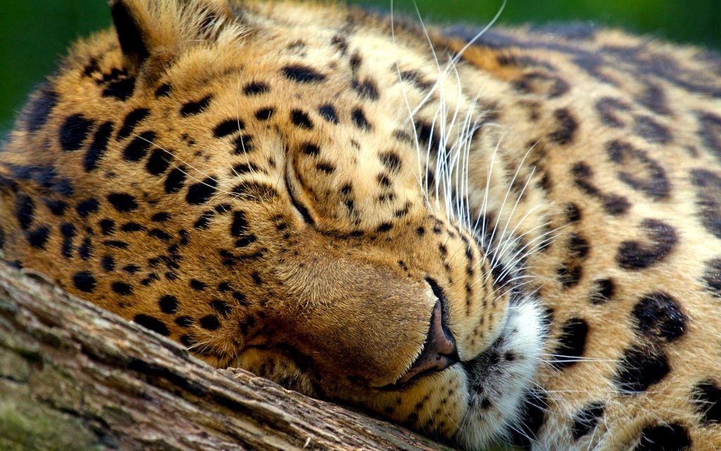 Leopard In Deep Sleep Fhd Wallpaper