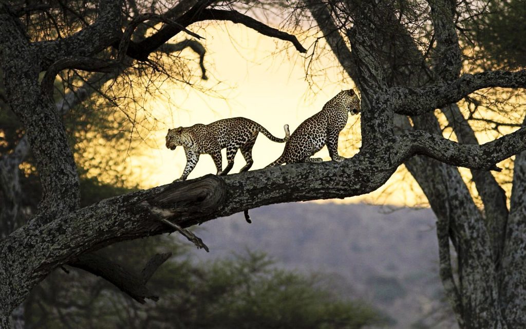 Leopards On Tree Tops Fhd Wallpaper