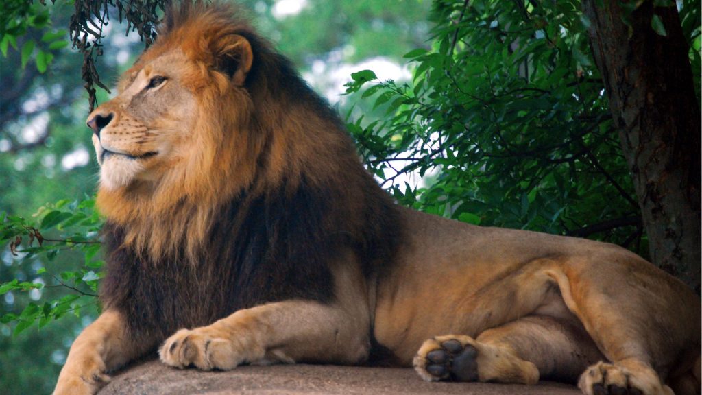 Lion King Of Zoo Stunning Fhd Wallpaper