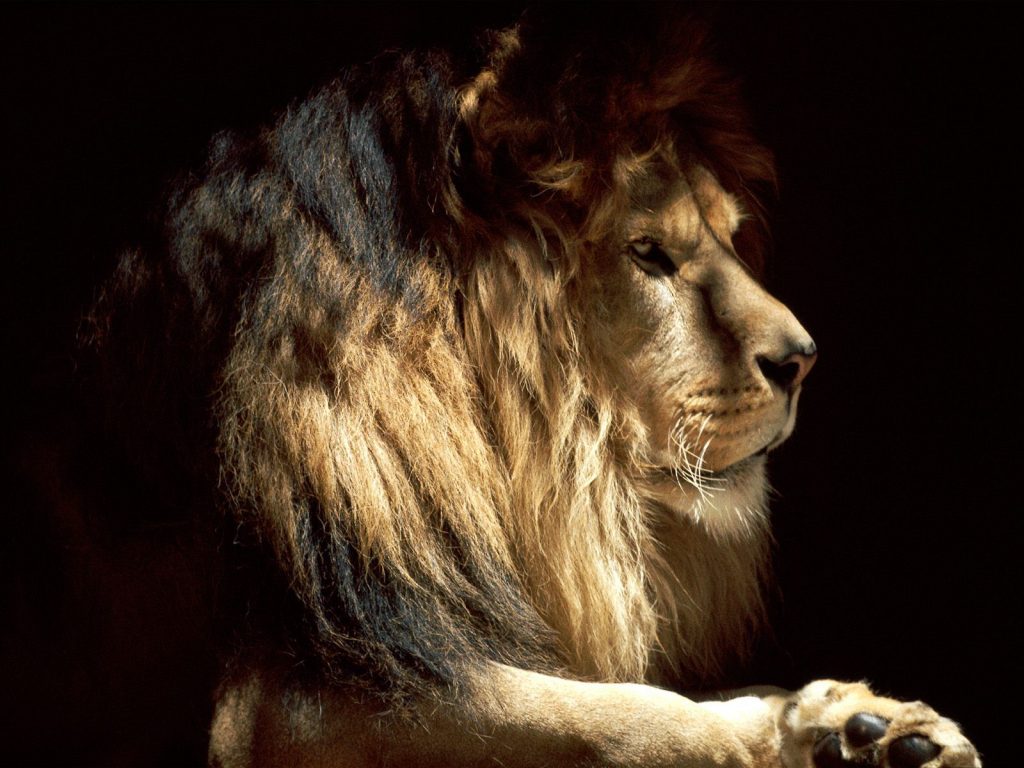 Lion The King In The Dark Beautiful Hd Wallpaper