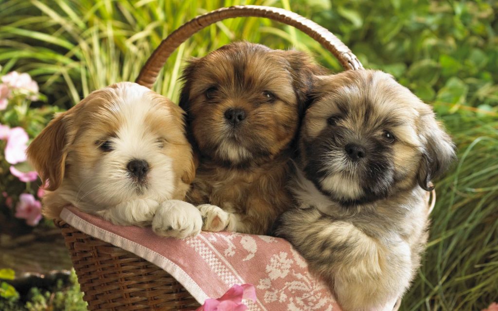 Lovely Basket Puppies Fhd Wallpaper