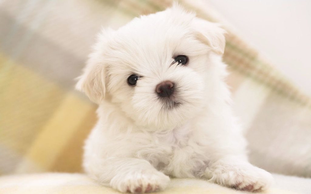 Lovely Little Maltese Puppy Fhd Wallpaper