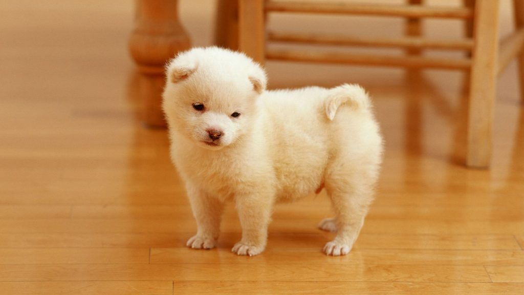 Lovely Little Pomeranian Puppy Fhd Wallpaper