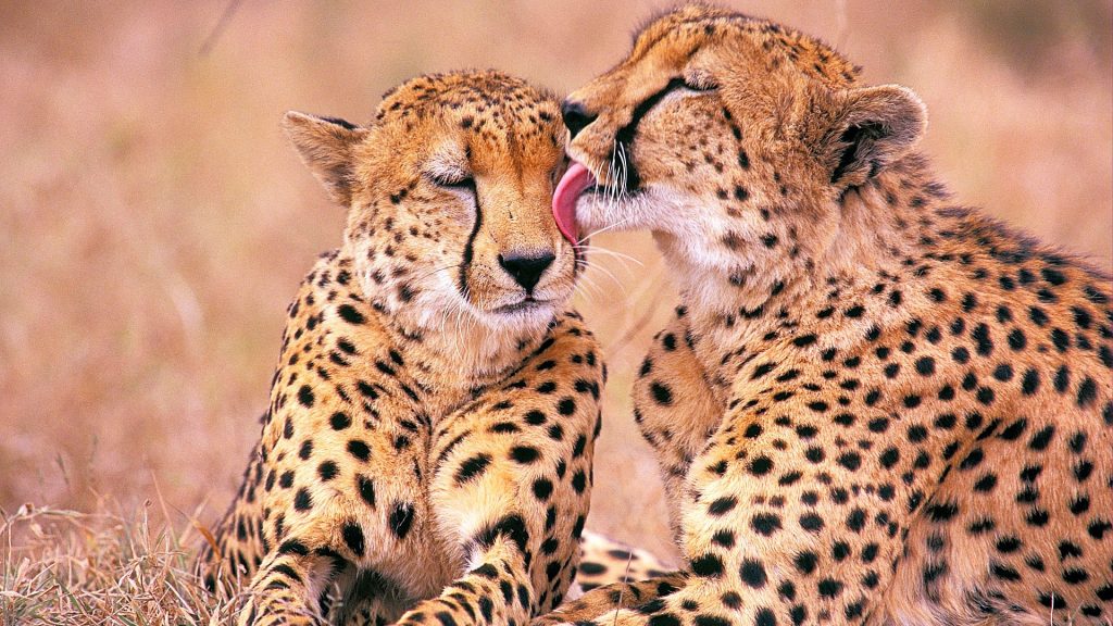 Lovely South African Cheetahs Fhd Wallpaper