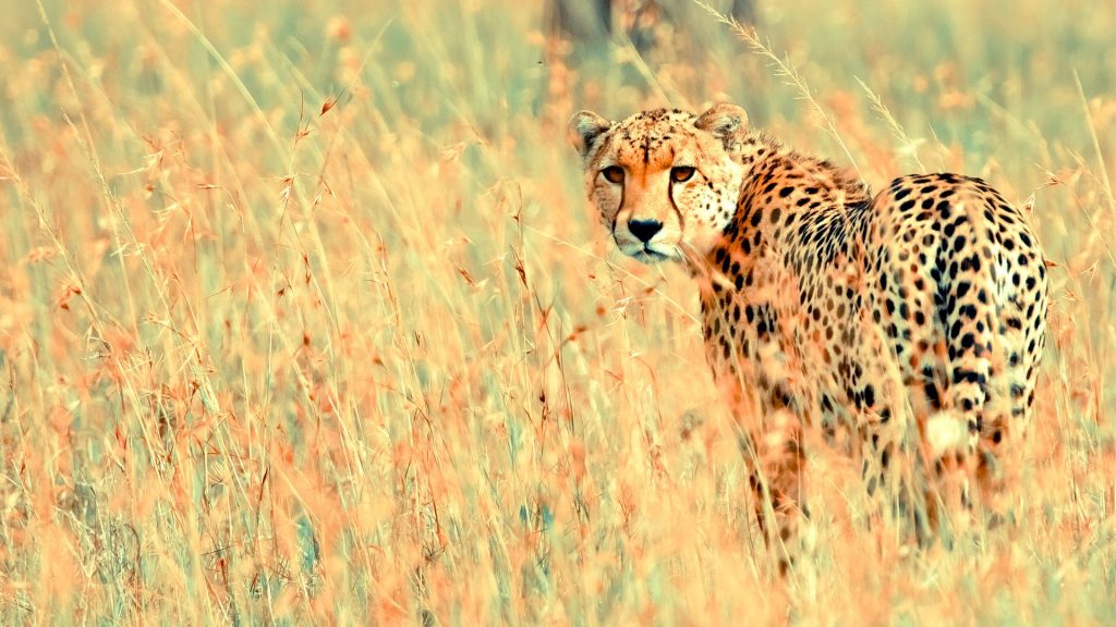 Magestic Cheetah With Golden Eyes Fhd Wallpaper