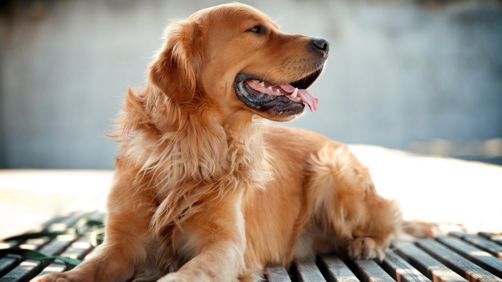 Magestic Golden Dog Fhd Wallpaper