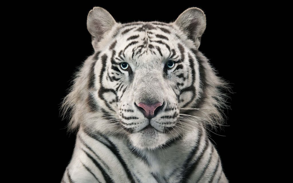 Magestic White Bengal Tiger Fhd Wallpaper