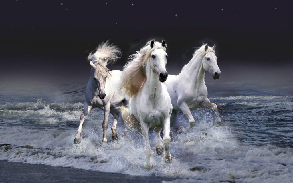 Magestic White Horses Fhd Wallpaper