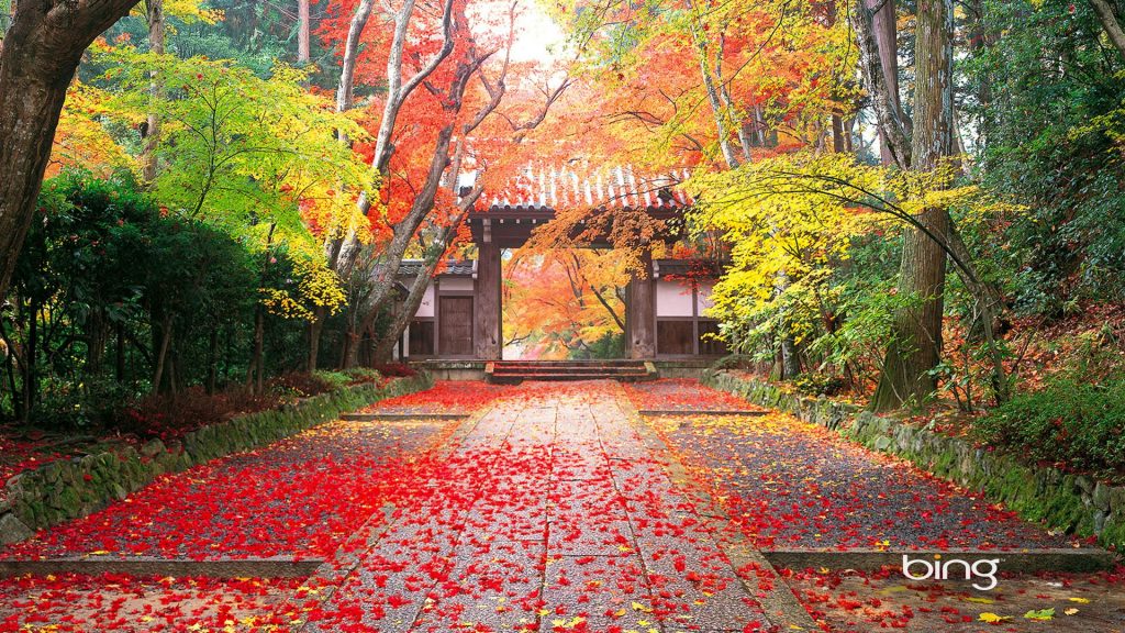 Magnificent Multicolour Leaves Flows Autumn Fhd Wallpaper