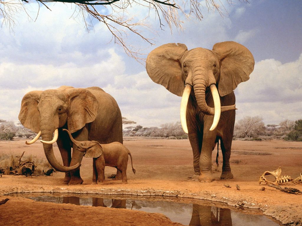 Majestic African Elephants Hd Wallpaper