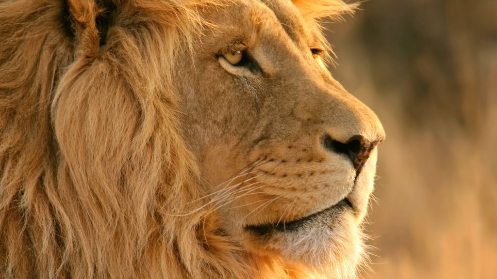 Majestic Lion Awesome Fhd Wallpaper