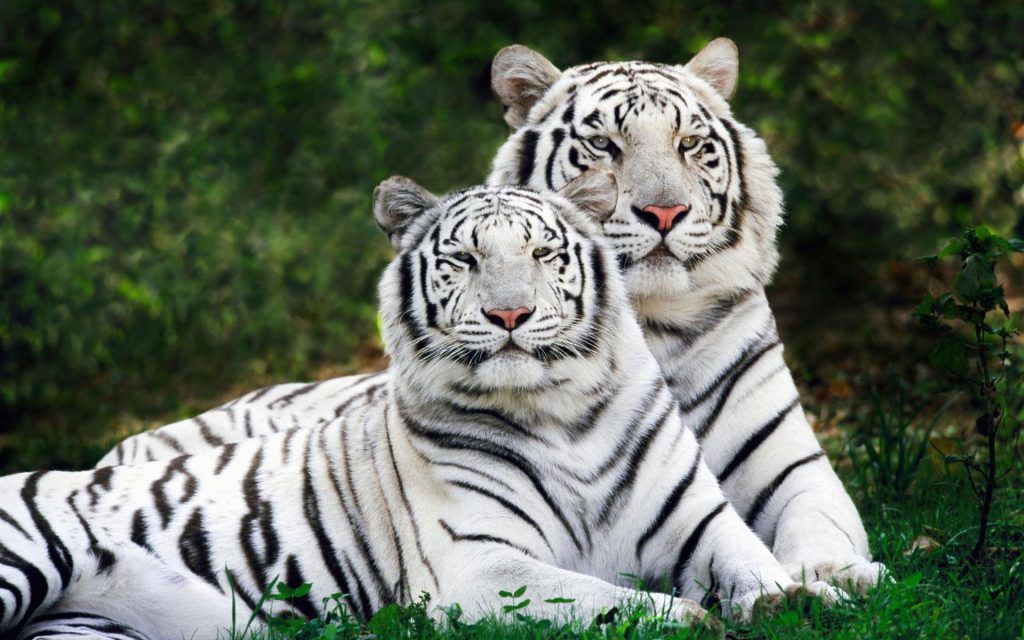Majestic White Bengal Tigers Fhd Wallpaper