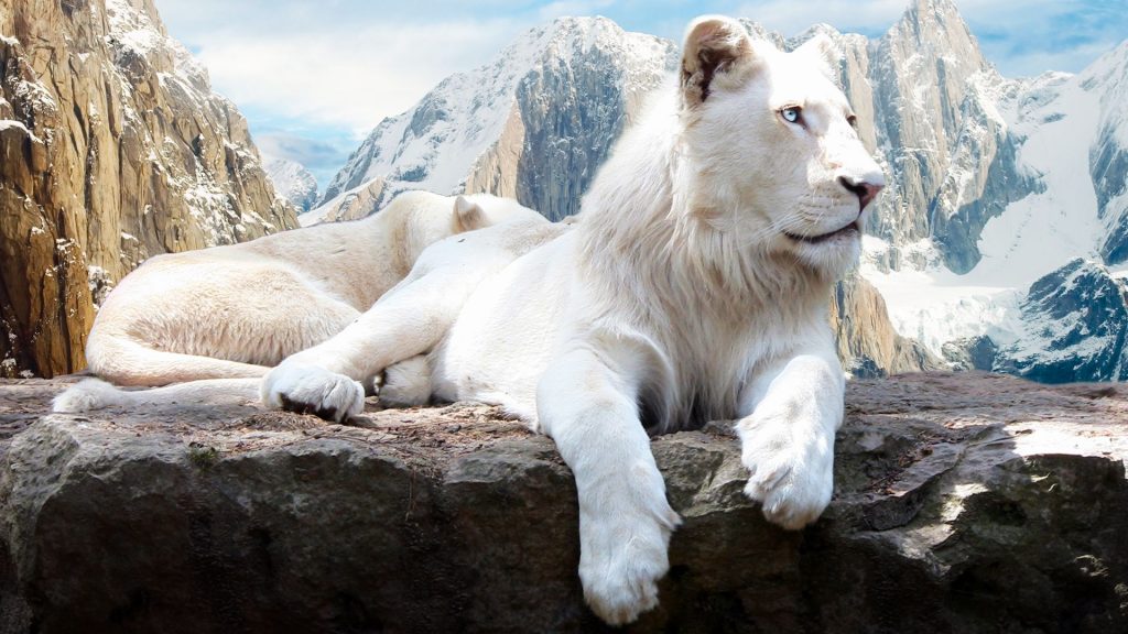Majestic White Snow Lion Fhd Wallpaper