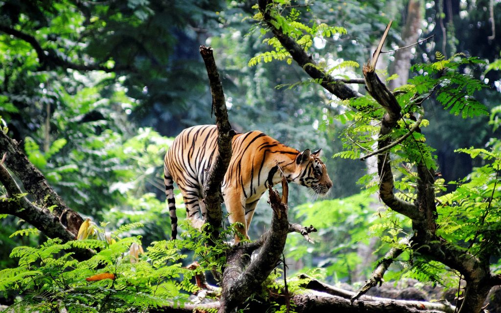 Most Beautiful Bengal Tiger In Tree Top Fhd Wallpaper