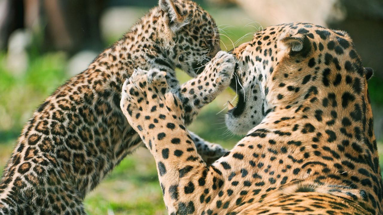 Courageous Jaguar Wild Animal HD Best Wallpaper - WallpaperCare