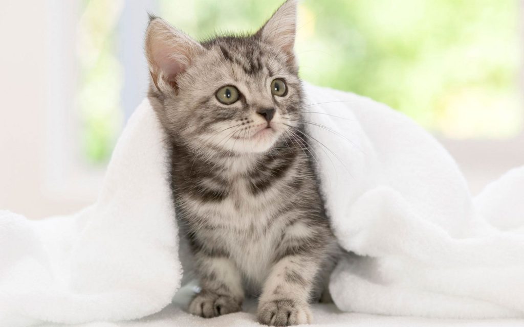Playful Grey American Shorthair Kitten Fhd Wallpaper