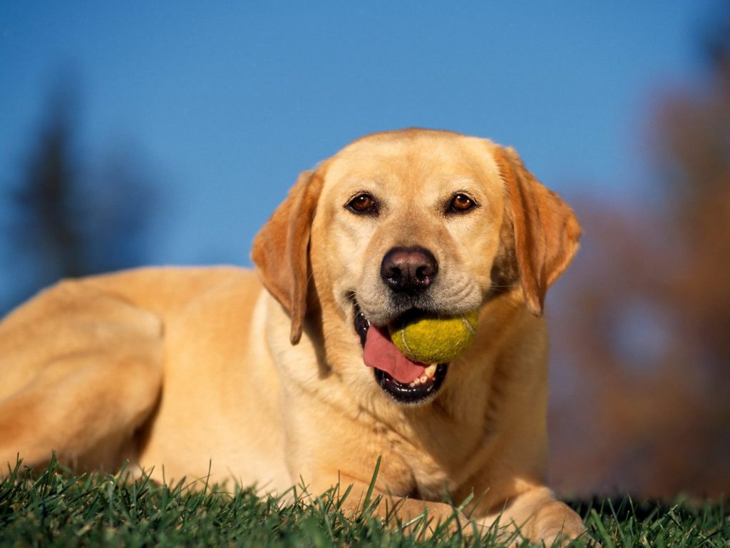 Playing With Ball Yellow Labrador Hd Wallpaper