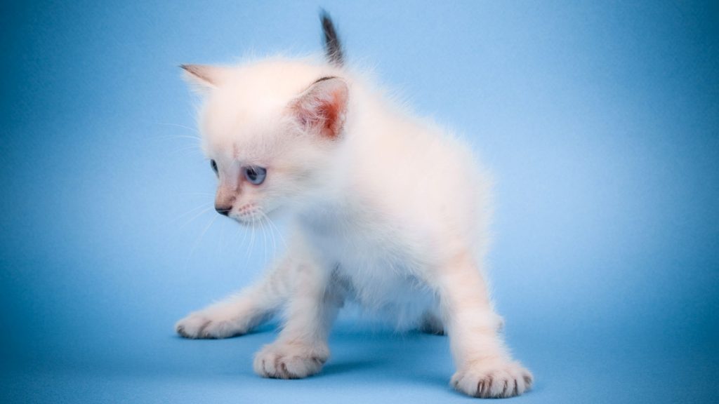 Preetty White Fur Baby Kitten Fhd Wallpaper