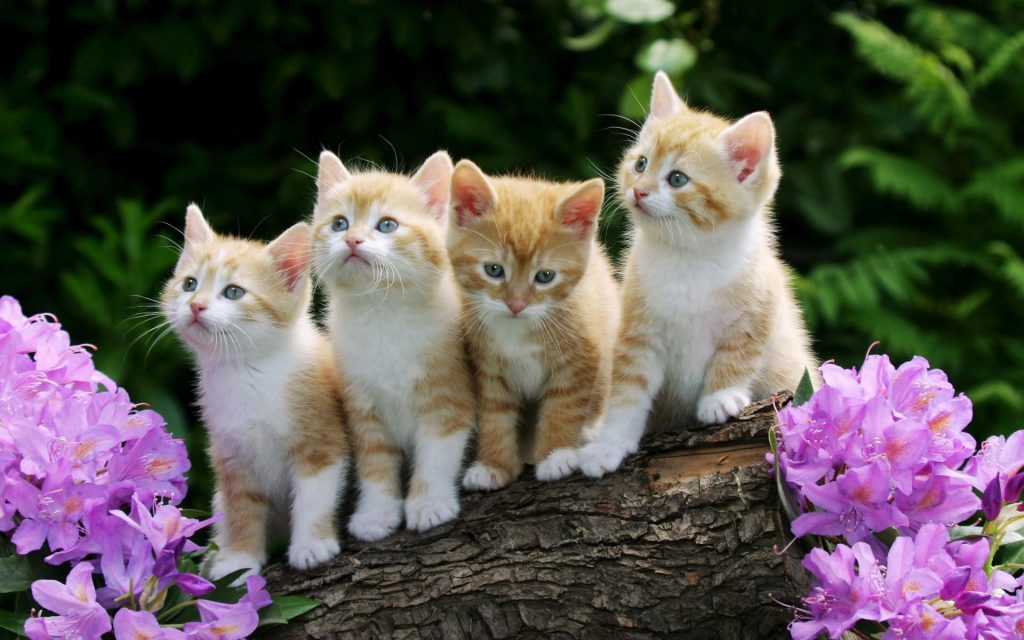 Prettiest Curious Kittens Brotherhood Fhd Wallpaper