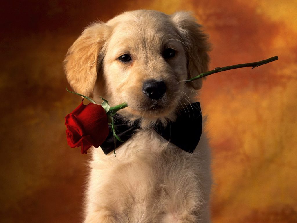 Puppy Love Proposal Hd Wallpaper
