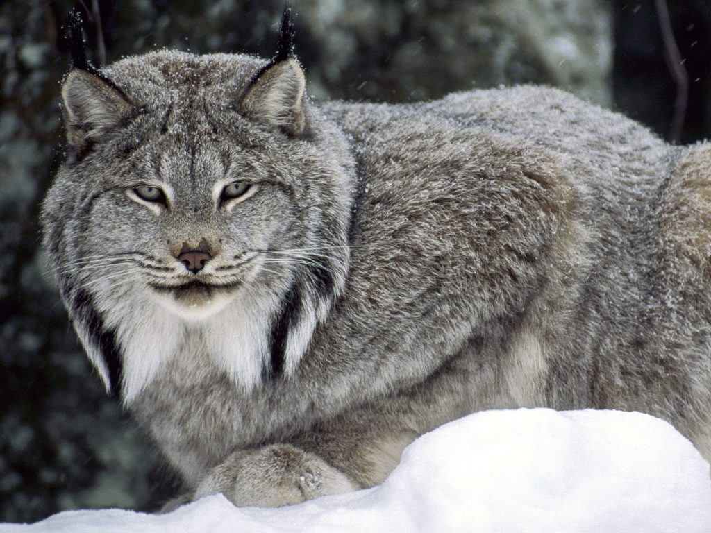 Rare And Energetic Canadian Lynx Hd Wallpaper
