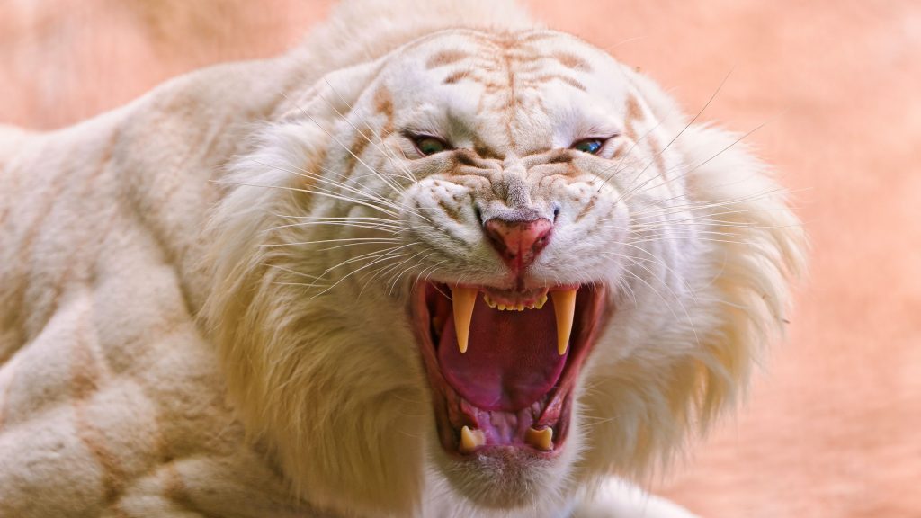 Rare White Tiger Angry Roaring 4k Uhd Wallpaper