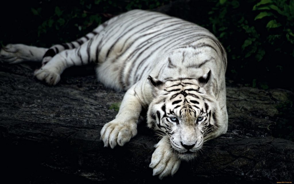 Rare White Tiger In Rest Fhd Wallpaper