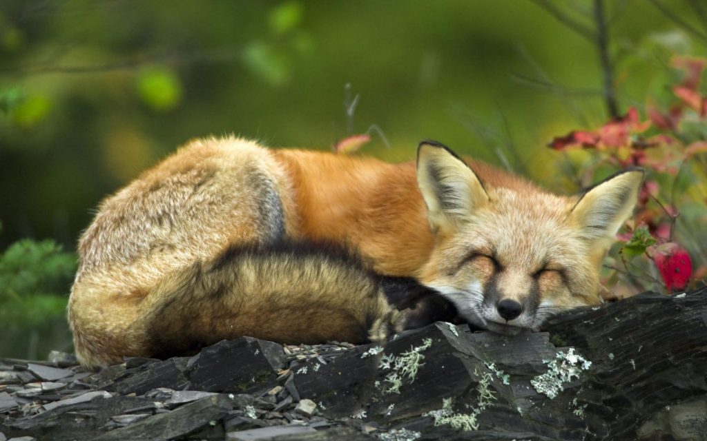 Red Fox Deep Sleep On Rock Fhd Wallpaper