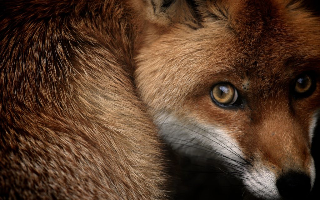 Red Fox With Terrible Eyes Fhd Wallpaper