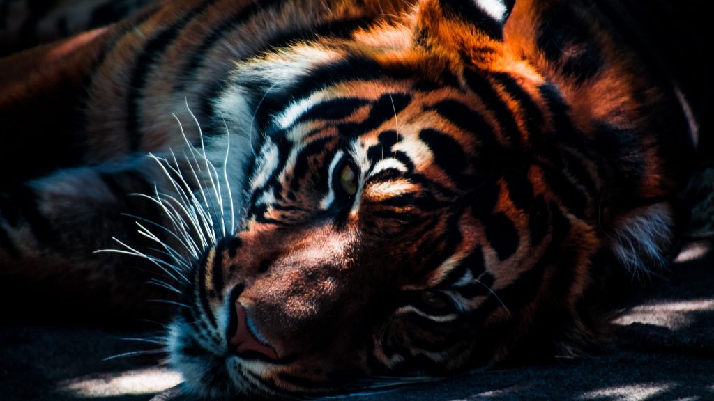 Relax In Dark Tiger Closeup 4k Uhd Wallpaper