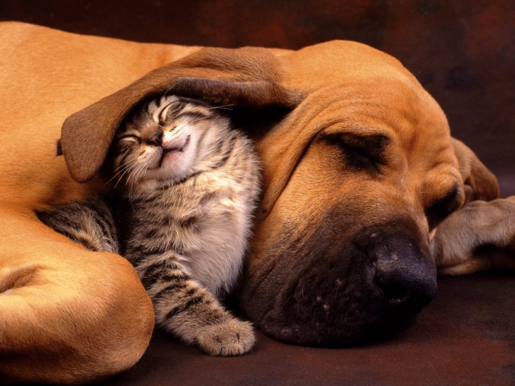 Relax With Friend Hd Wallpaper