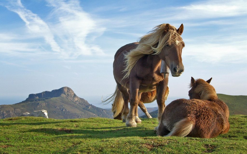 Relaxing Horses Hd Wallaper