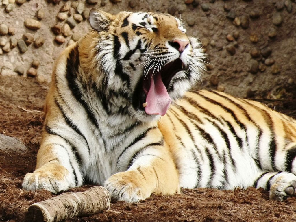 Roaring Indian Bengal Tiger Fhd Wallpaper