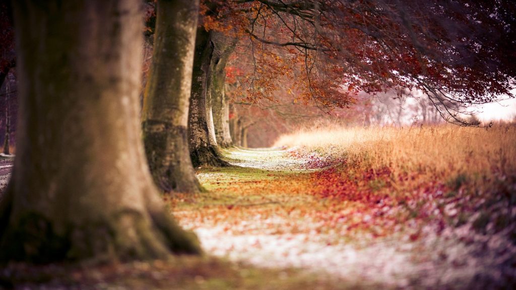 Rows Of Beech Trees And Fallen Leaves Fhd Wallpaper