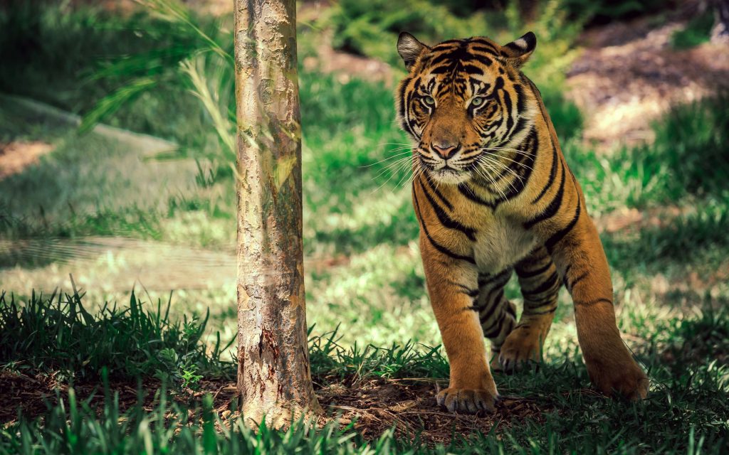 Savanna Tiger Ready For Hunt Fhd Wallpaper