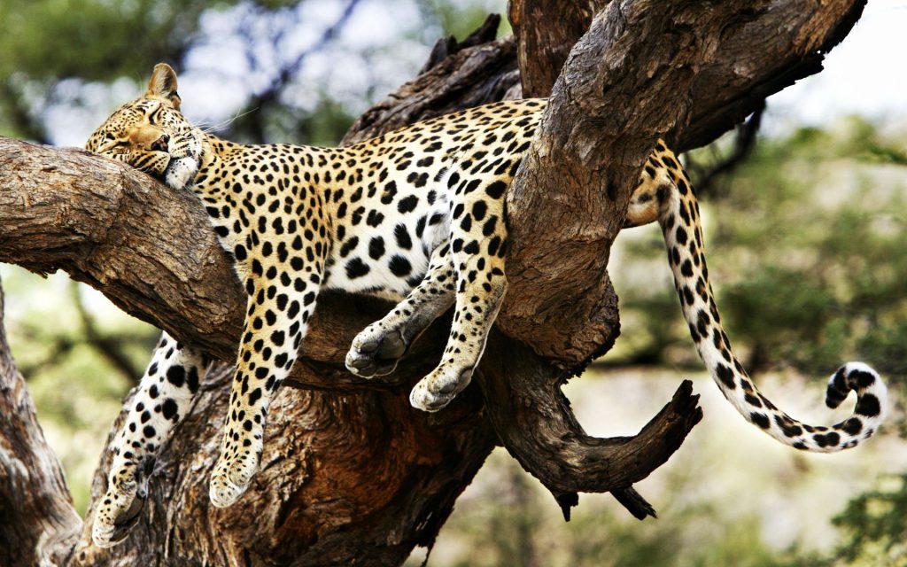 Sleep In Top Cheetah Fhd Wallpaper