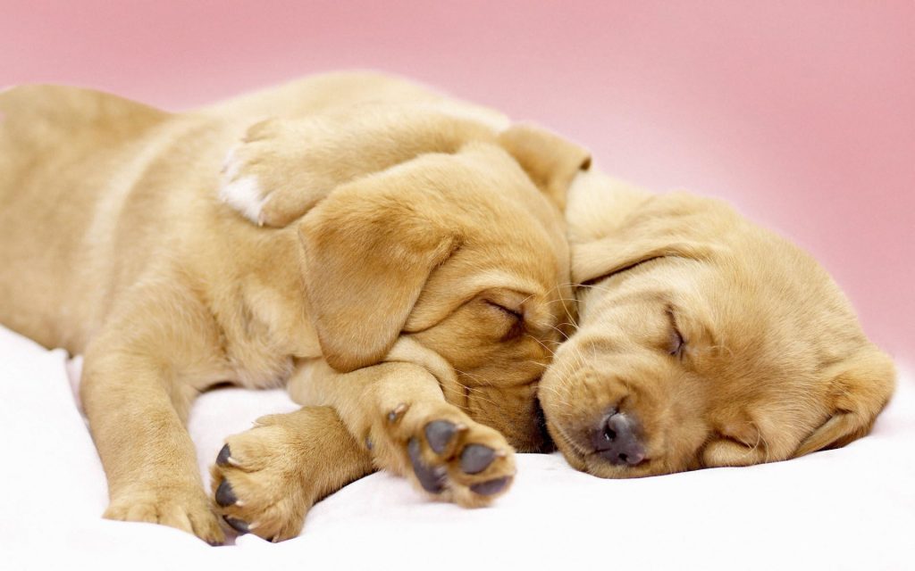 Sleeping Browines Fhd Wallpaper