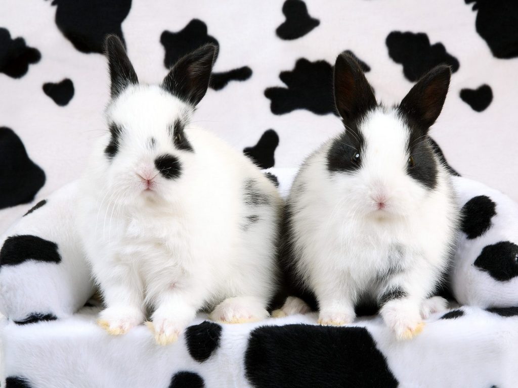 Spotted Rabbits In Sofa Hd Wallpaper