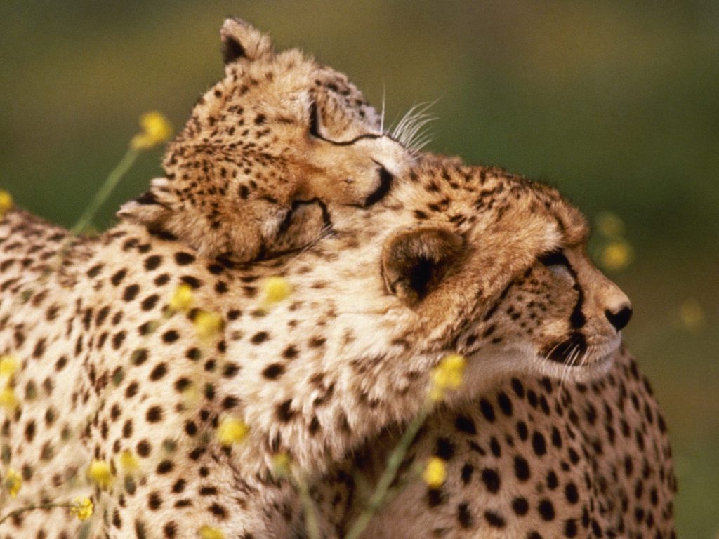 Strongest Cheetahs Hugging Hd Wallpaper