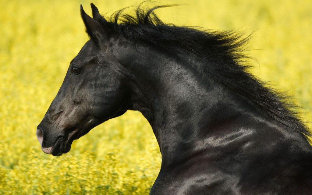 Stubborn Black Horse Fhd Wallpaper