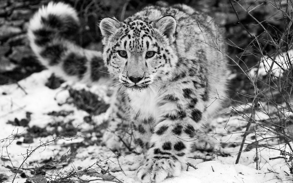 Sublime Snow Leopard Fhd Wallpaper