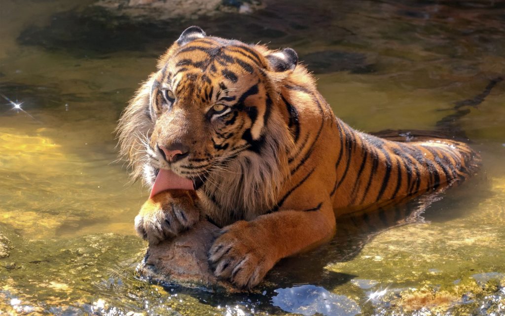 Sumatran Tiger Enjoy In Water Fhd Wallpaper